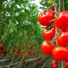 Tomatoes - the acid problem