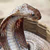When cobras turn defensive