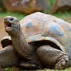 Slow and steady lifestyles