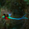 Resplendent Quetzal