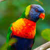 Rainbow Lorikeet