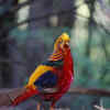 Golden Pheasant