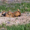 Prairie dog towns