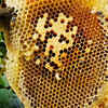 Beehives