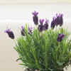 10 snake-repellent plants to guard the home naturally | Times of India