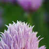 10 snake-repellent plants to guard the home naturally | Times of India