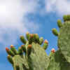 Article image for: <i class="tbold">cactus</i>