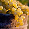 Some fruits<u>​</u>