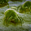 Dust mites are fond of a cozy and warm environment