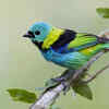 The beauty of colorful wings