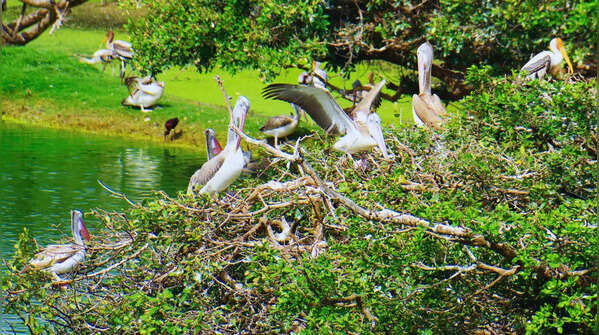 Vedanthangal Bird Sanctuary, Tamil Nadu