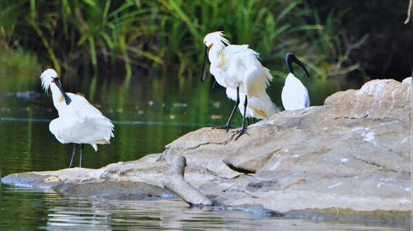 Ranganathittu Bird Sanctuary, Karnataka