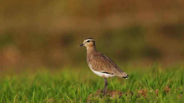Nal Sarovar Bird Sanctuary, Gujarat