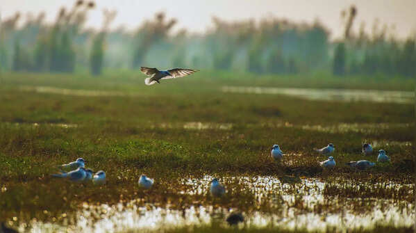 Chilika Lake Bird Sanctuary, Odisha