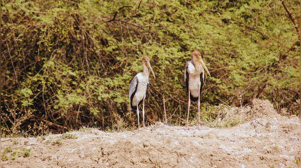 Keoladeo National Park, Rajasthan