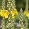 Mullein (Verbascum Thapsus)