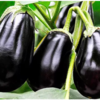 Nightshade vegetables should be avoided