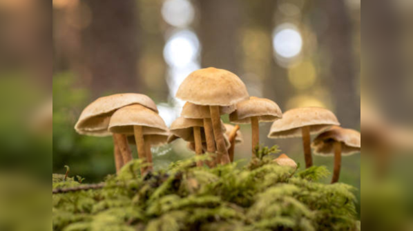 4. Mushrooms (sun-exposed)