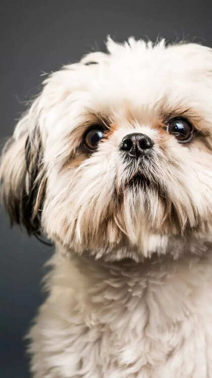 10 popular pet dog breeds that don’t mix well with kids (Parents, take note!)