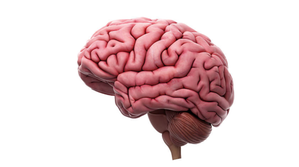TIME IS BRAIN