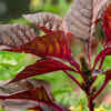 Red Spinach