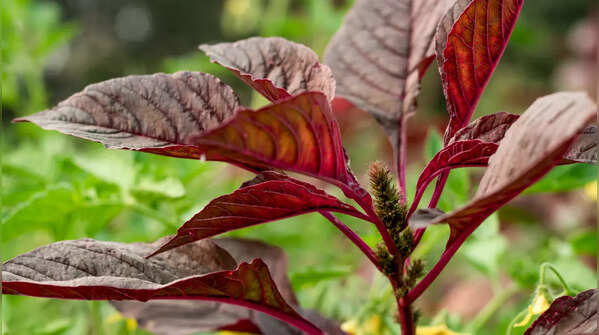 Red Spinach