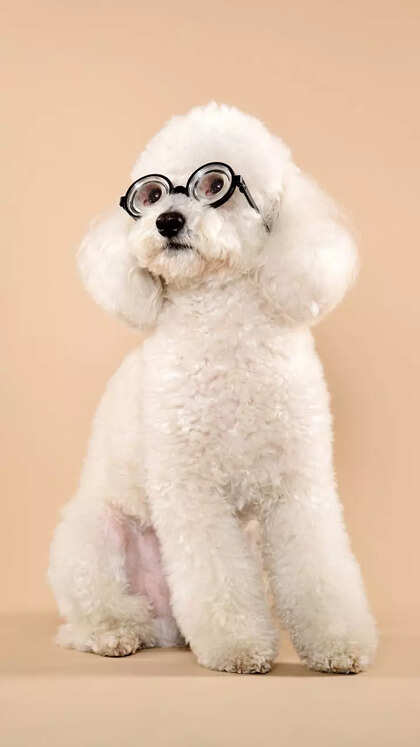 10 pet dog breeds that don’t shed much – Perfect for a clean, hair-free home