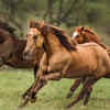 Their digestion depends on continuous eating