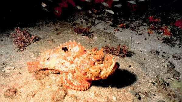 Stonefish