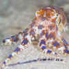 Blue-Ringed Octopus