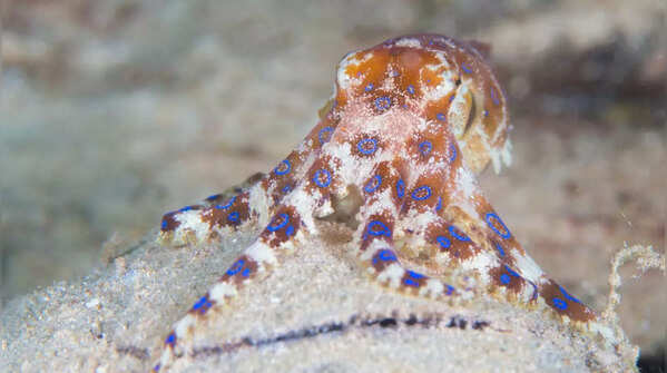 Blue-Ringed Octopus