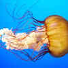 Box Jellyfish