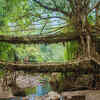 Article image for: Living Root Bridges, Meghalaya