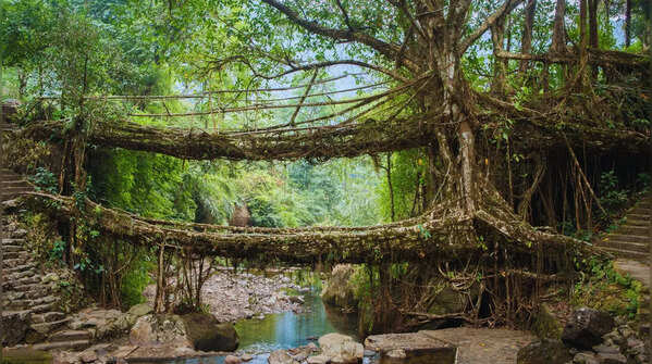 Living Root Bridges, Meghalaya