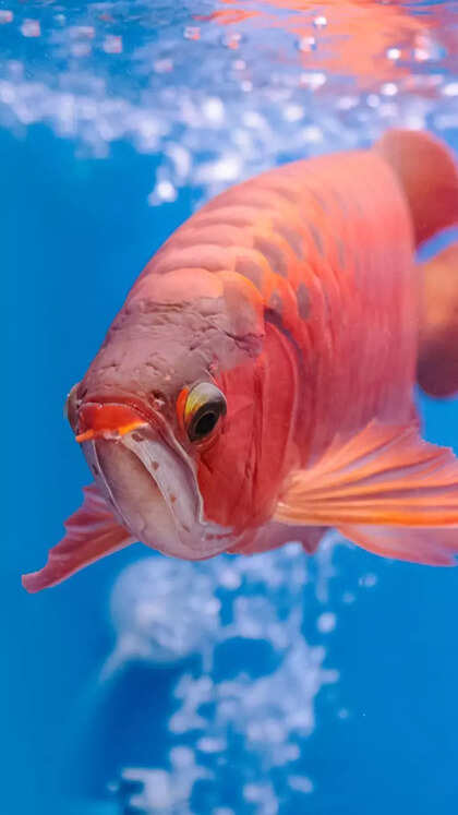 10 freshwater aquarium fish that grow too big for small tanks