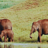 Periyar–Agasthyamalai Corridor (Kerala–Tamil Nadu)