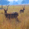 Kanha–Pench Corridor (Madhya Pradesh–Maharashtra)