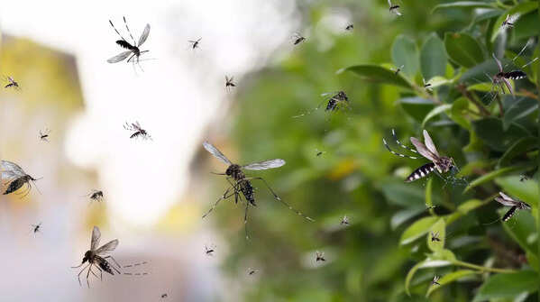 Mosquitoes