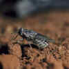 Tsetse Fly