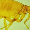 Fleas