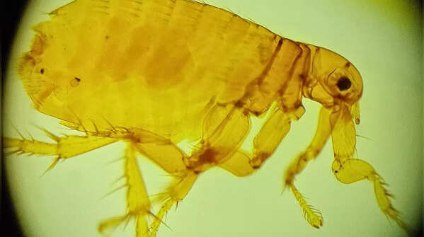 Fleas