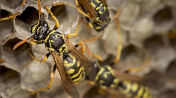 Bees and Wasps