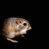 Kangaroo Rat