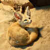 Fennec Fox
