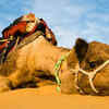 Dromedary Camel 