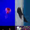Article image for: 10 creatures from the animal kingdom that can halt their <i class="tbold">biological age</i>!