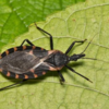 Who’s at risk and how do they spread the disease?