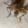 How to identify kissing bugs?