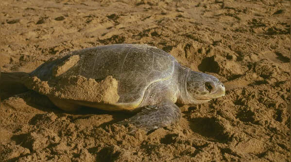Witness Olive Ridley turtle nesting in Odisha