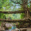 Explore the double-decker root bridge in Meghalaya